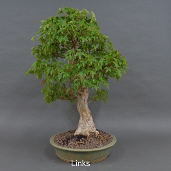 Preview: Acer buergerianum links